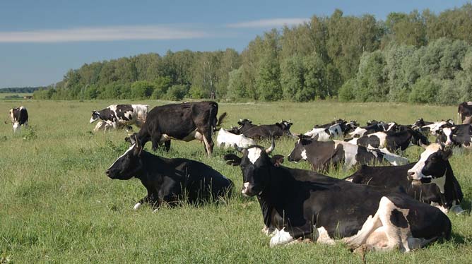 Відстеження корів вберігає їх від втрати та крадіжки