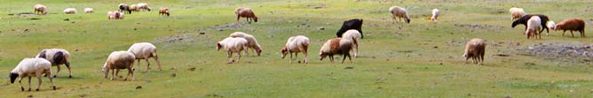 Вівці під наглядом GPSavto